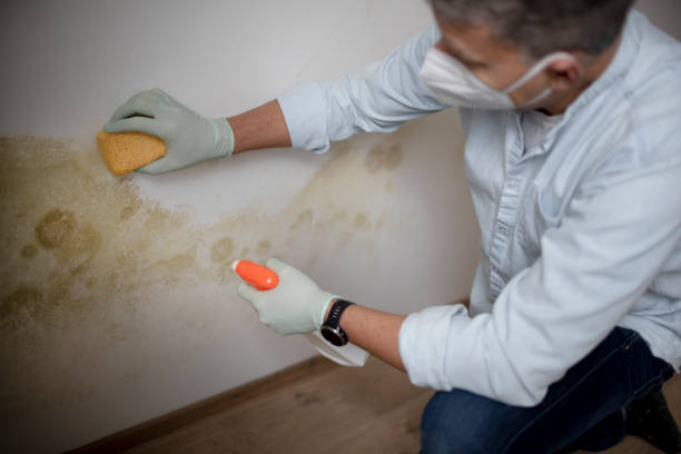 Best White Mold Remediation in Santa Rosa, NM