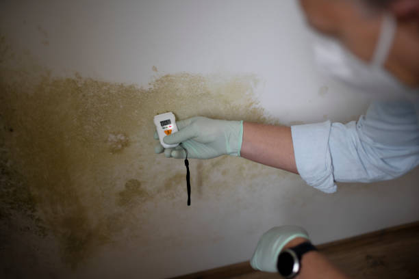 Best Mold Remediation for Specific Building Types in Santa Rosa, NM