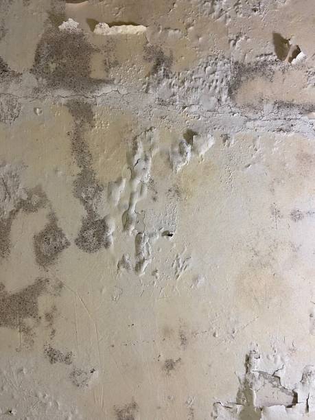 Best Health and Safety Mold Remediation in Santa Rosa, NM