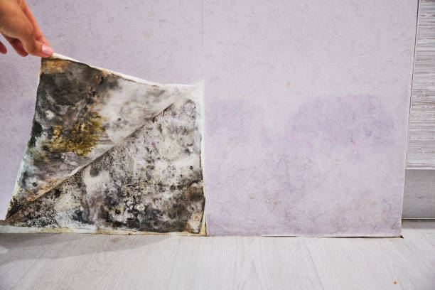 Trusted Santa Rosa, NM Mold Remediation Experts